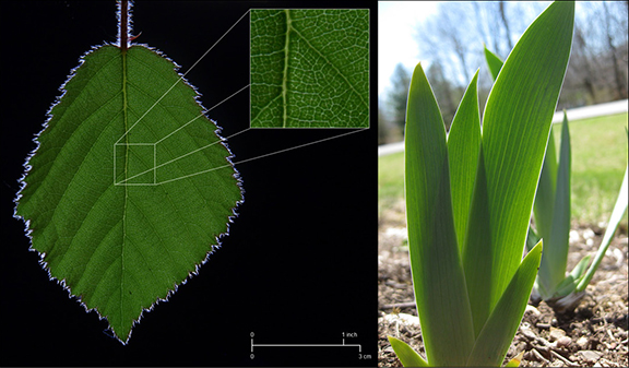 Left image of a bramble leaf with an inset of a close-up shot of the leaf, against a black background.
Right image of an iris leaf in a garden.