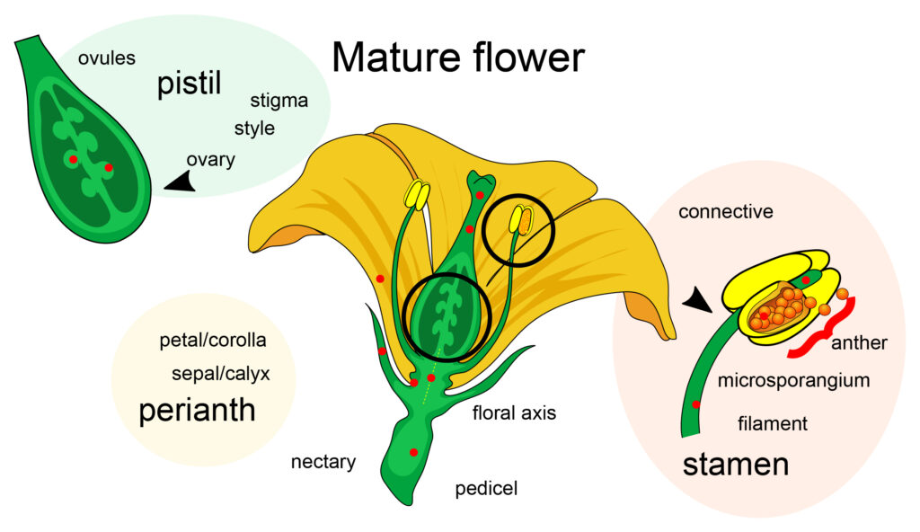Mature flower diagram