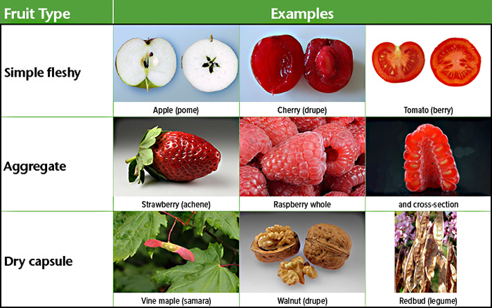 Image grid showing types of fruit categorized by structure.; Top row – Simple fleshy fruits:; Apple (pome): Sliced apple showing core and seeds.; Cherry (drupe): Whole and halved cherry with visible pit.; Tomato (berry): Cross-section of tomato showing juicy interior and seeds.; Middle row – Aggregate fruits:; Strawberry (achene): Whole strawberry with visible surface seeds.; Raspberry (whole and cross-section): Cluster of drupelets shown whole and in cross-section; revealing interior structure.; Bottom row – Dry capsule fruits:; Vine maple (samara): Winged seeds on a tree.; Walnut (drupe): Whole and shelled walnut showing edible seed.; Redbud (legume): Dry; brown legume pods hanging from a branch.