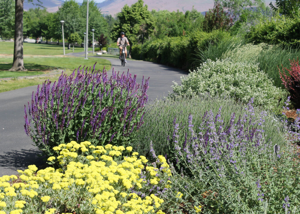 A person biking along a paved pathway next to flower beds in a public space.