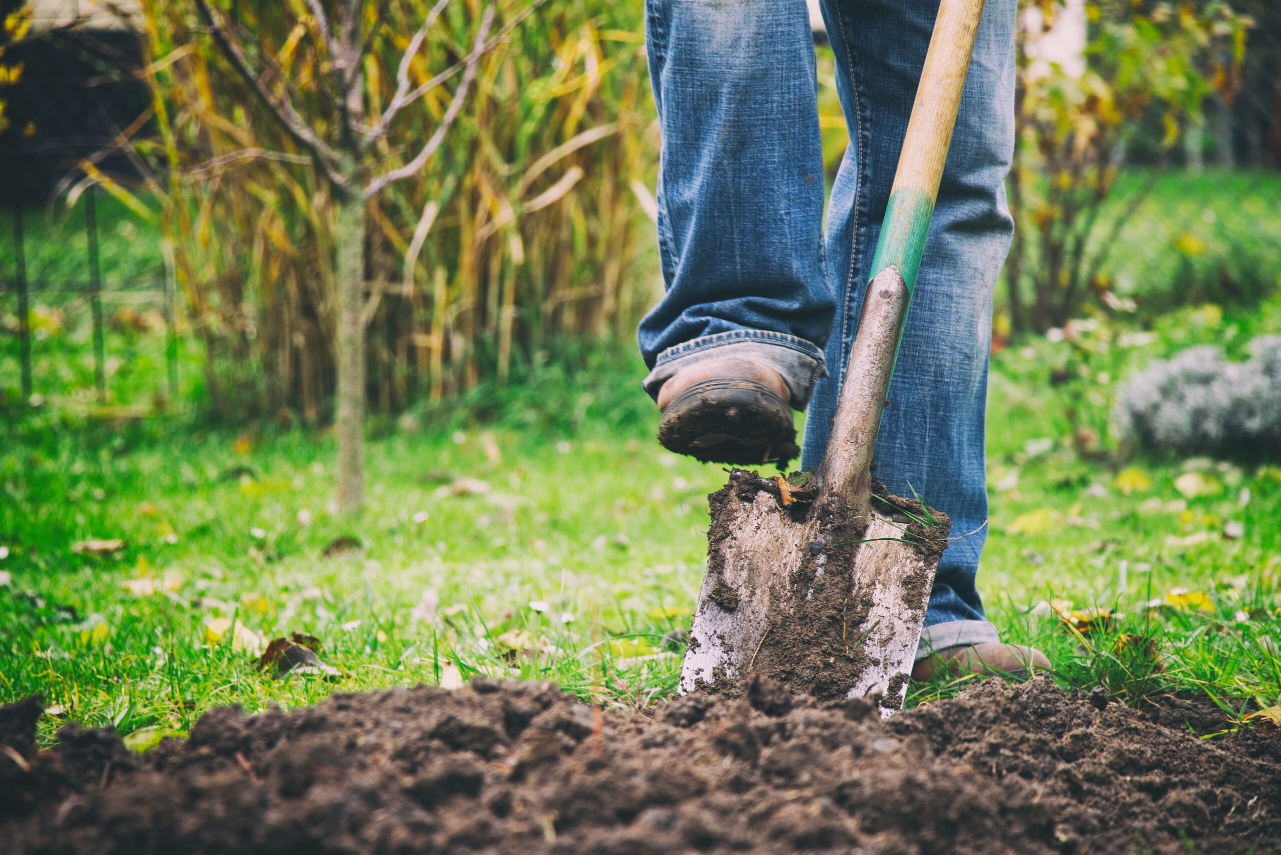 Gardener digging in a garden with a spade. Man using a big shovel for digging old lawn.
