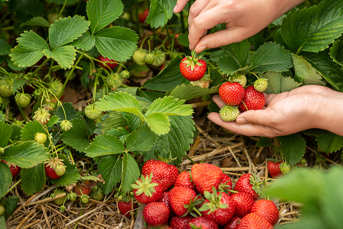 Women's hands harvesting a strawberry garden.