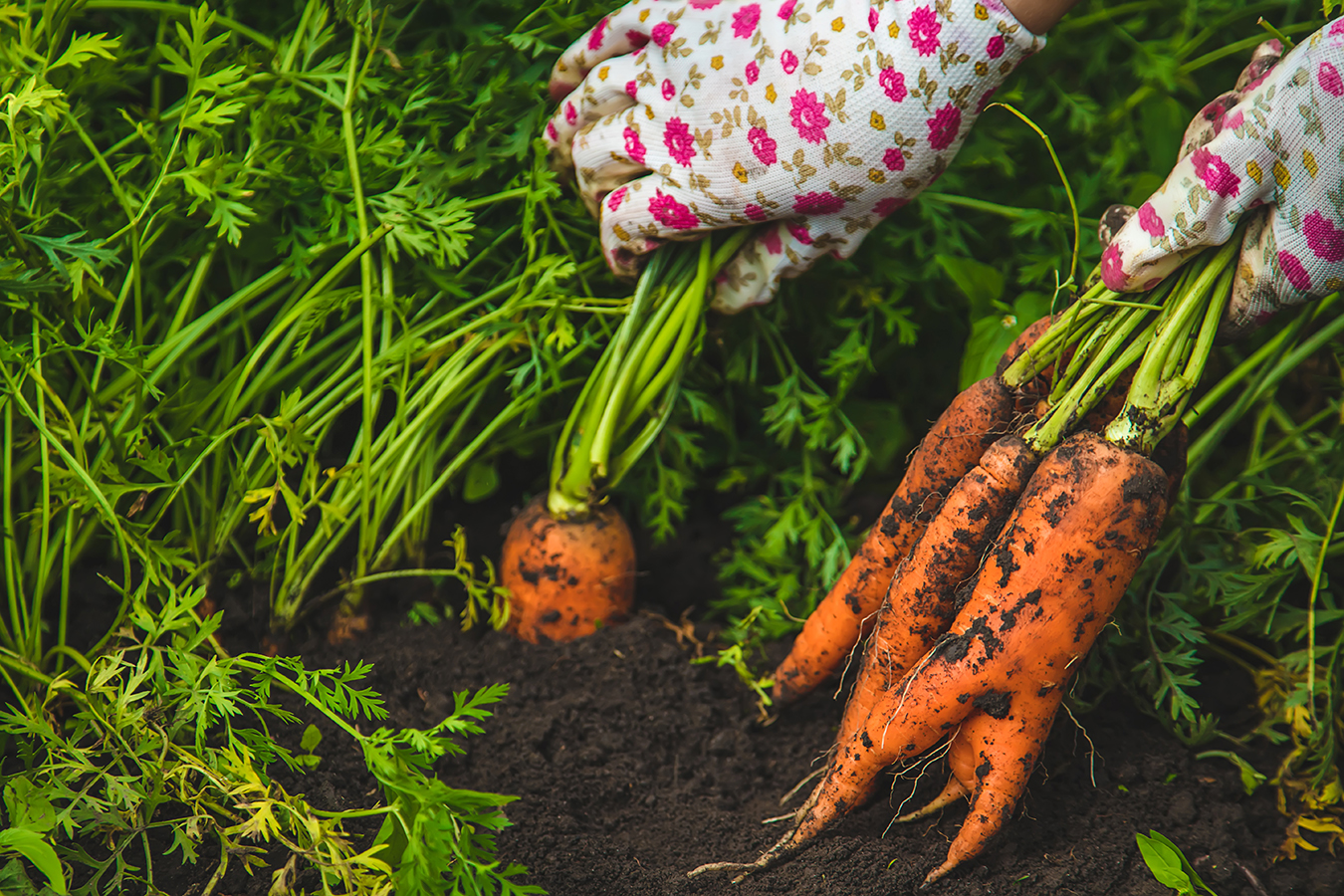 Farmer woman harvests carrots in the garden.
