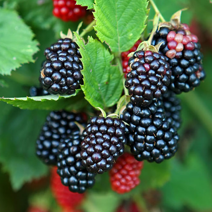 Close-up of cluster of black and ripening blackberries.