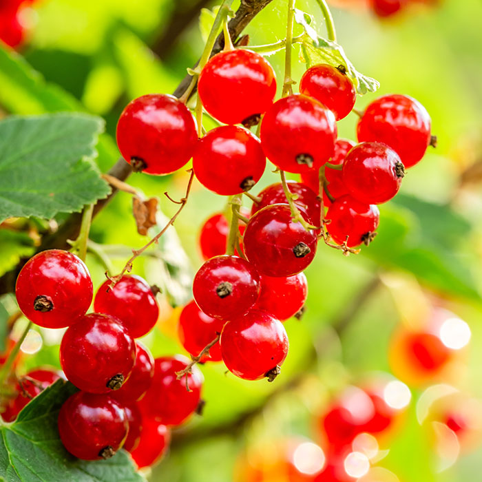 Red currants on a bush. 