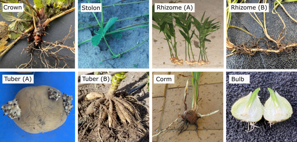 Eight labeled images showing different types of underground and modified plant stems: Crown with visible roots and base of shoots; Stolon with horizontal above-ground stem; Rhizome A showing ginger with horizontal underground stems and upright shoots; Rhizome B with horizontal underground stem and roots; Tuber A showing a sprouting potato; Tuber B with clustered root tubers attached to a plant; Corm showing a swollen underground stem with roots and shoot; Bulb sliced open to reveal layered structure and shoot.