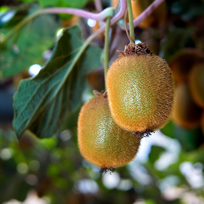 Two kiwi fruits on plant.