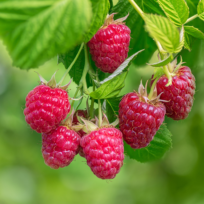 Branch of ripe raspberries in garden with green blurred background.
