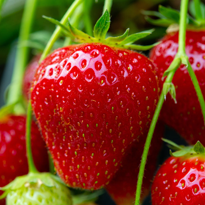 Ripe strawberries ready for picking.