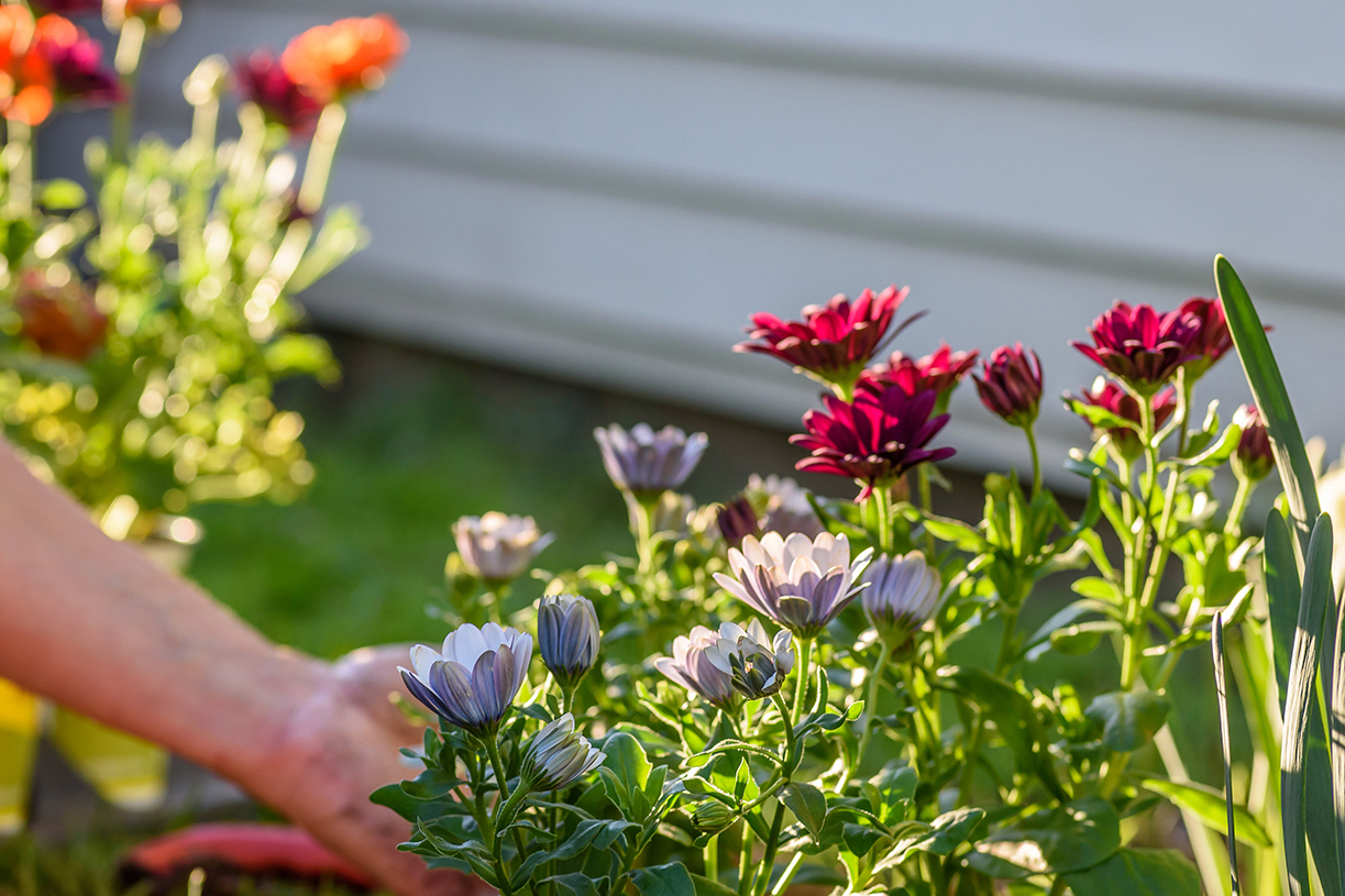 Woman planting colorful spring flowers in yard.