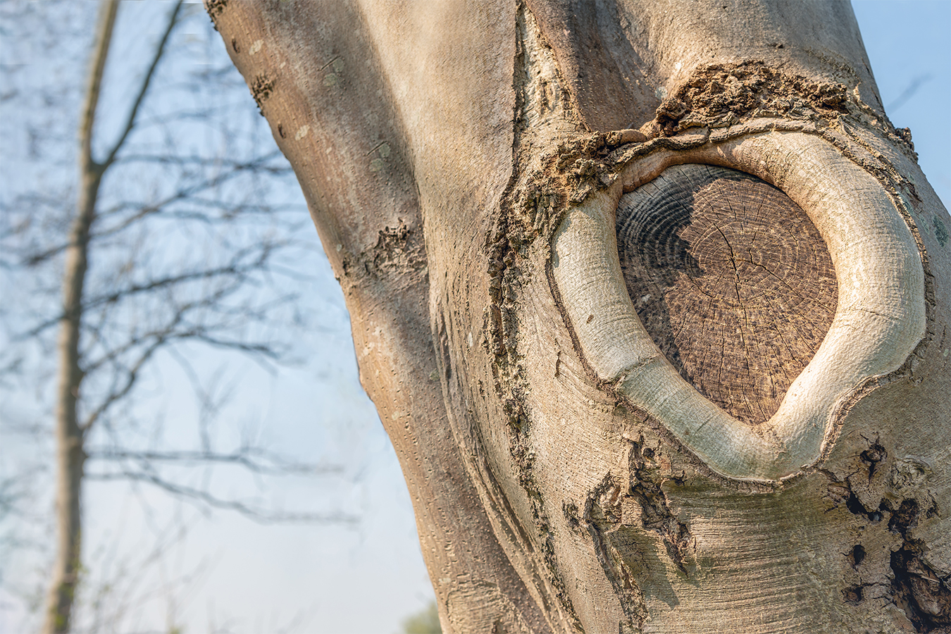 Callus tissue around the edges of the tree wound caused by pruning.