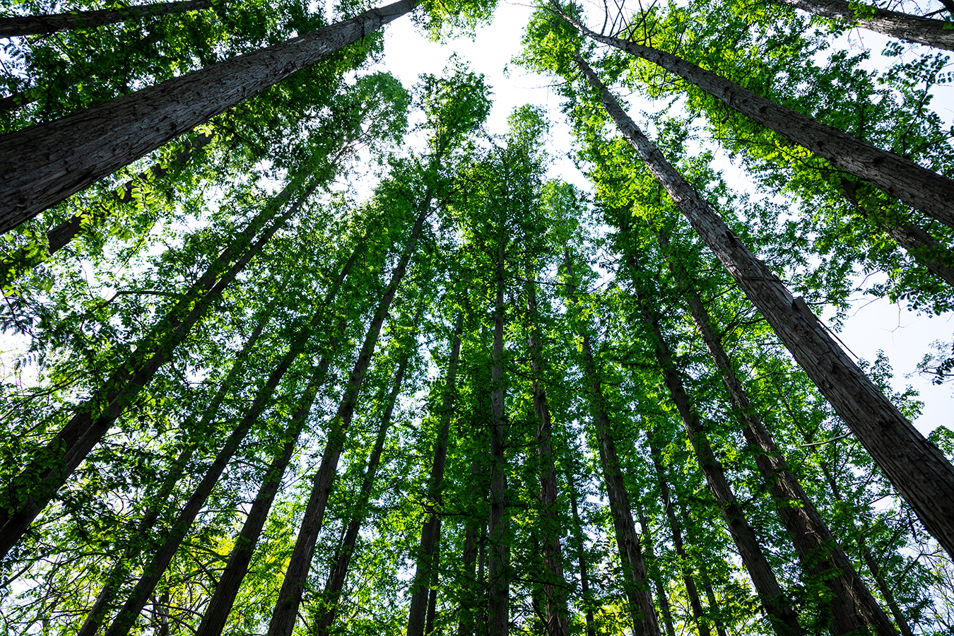 Low angle shot of forest trees.