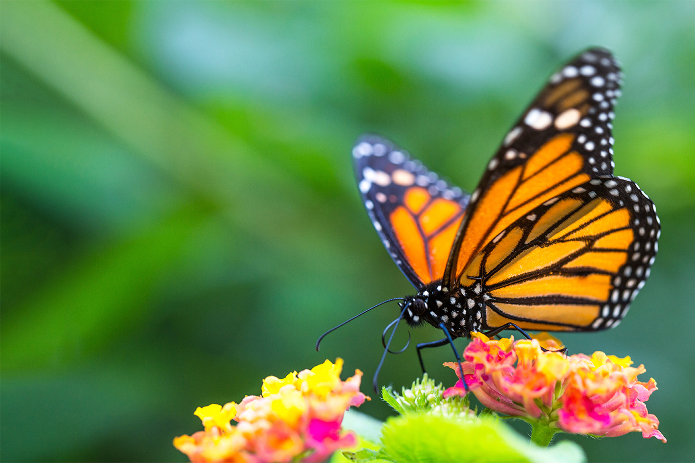 The monarch butterfly on a flower.