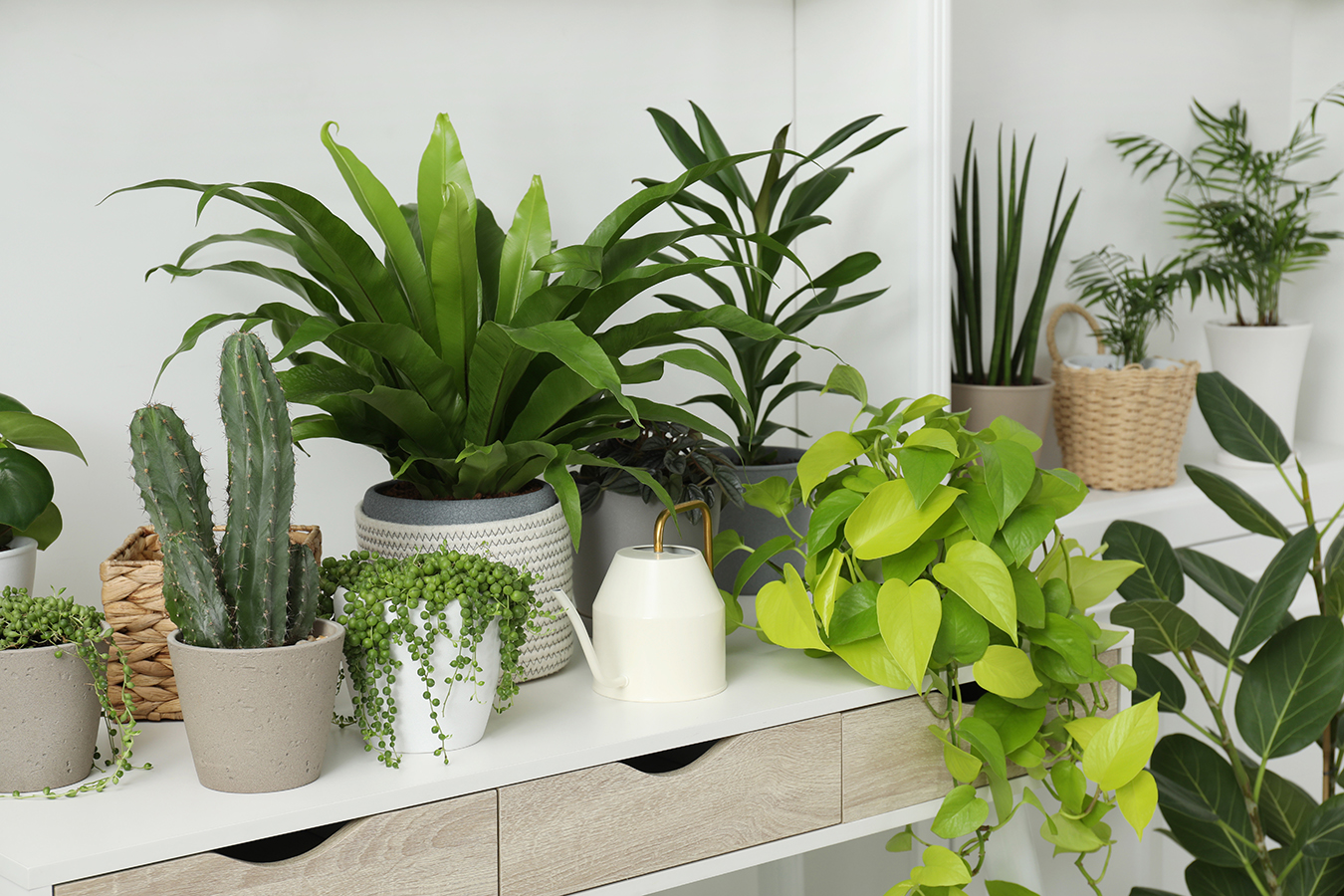 Many green potted houseplants on table indoors.