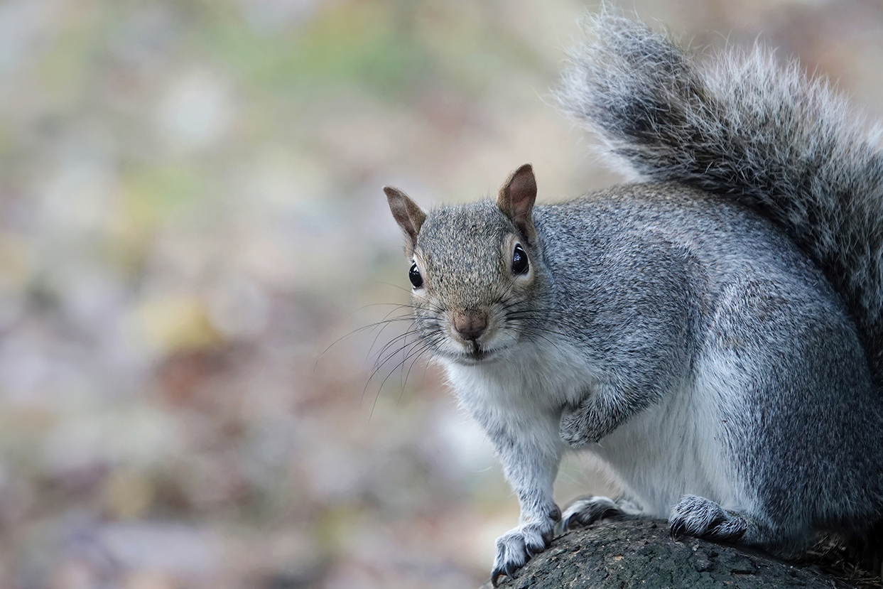 A closeup of grey squirrel perching on a tree.