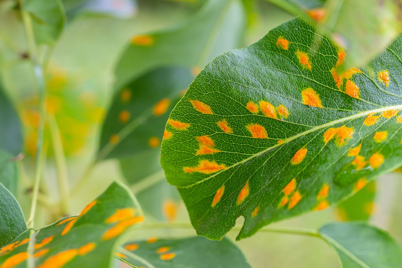Pear leaves with pear rust infestation.
