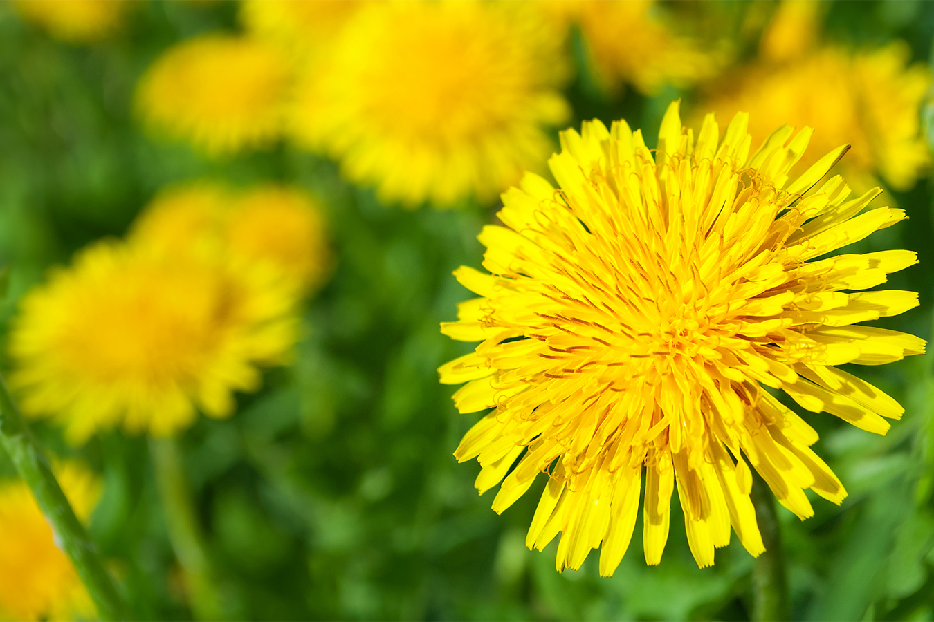 Yellow dandelion flowers in green grass in the spring.