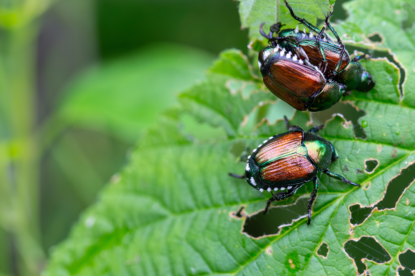 The Japanese Beetle is an invasive species to North America.