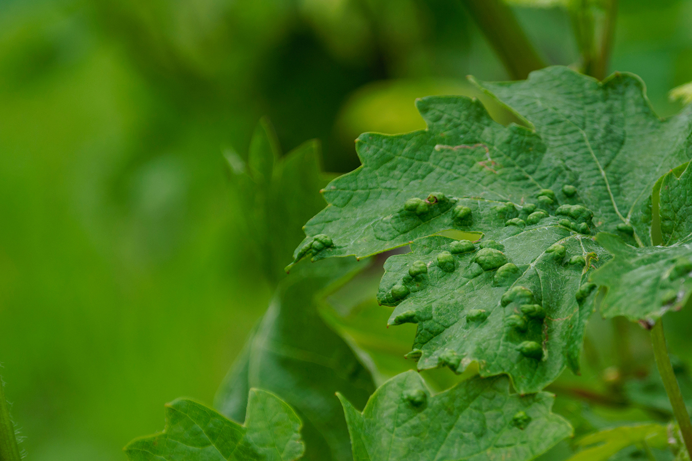 Grapevine leaf showing symptoms of phylloxera infection.