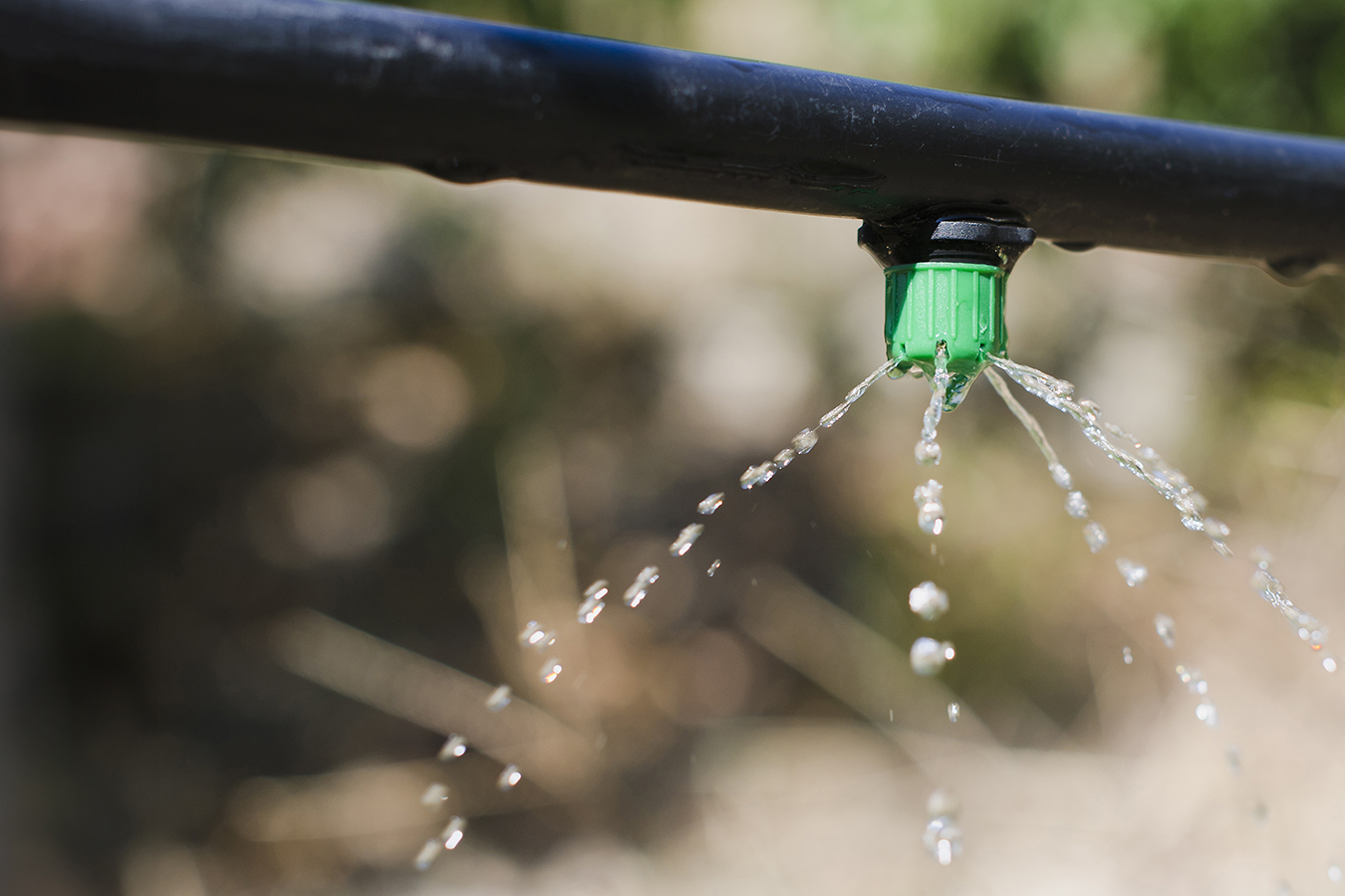 Close-up of a drip irrigation emitter attached to a black hose, releasing multiple small streams of water.