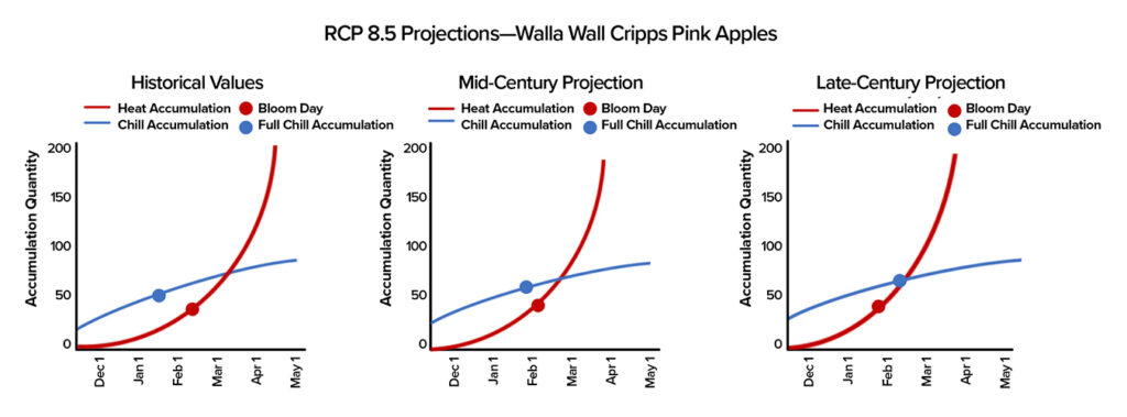 Three line graphs compare historical values, mid-century projections, and late-century projections of heat and chill accumulation for Walla Walla Cripps Pink apples under RCP 8.5 climate scenario. Each panel shows two curves: a steeply rising red line for heat accumulation and a gradually rising blue line for chill accumulation. Markers highlight two points: a red circle for bloom day along the red curve, and a blue circle for full chill accumulation along the blue curve.
Historical Values (left panel): Chill accumulation plateaus near 85 units in early May. Full chill is reached in early January, while bloom occurs in mid-February at lower heat accumulation.
Mid-Century Projection (center panel): Chill accumulation is slightly reduced compared to historical. Full chill occurs earlier (late December/early January), and bloom day shifts earlier into early February.
Late-Century Projection (right panel): Chill accumulation is further reduced, plateauing near 80 units. Full chill occurs even earlier, in late December, while bloom day shifts earlier to late January.