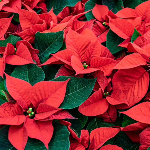 Red poinsettias grouped tightly together.
