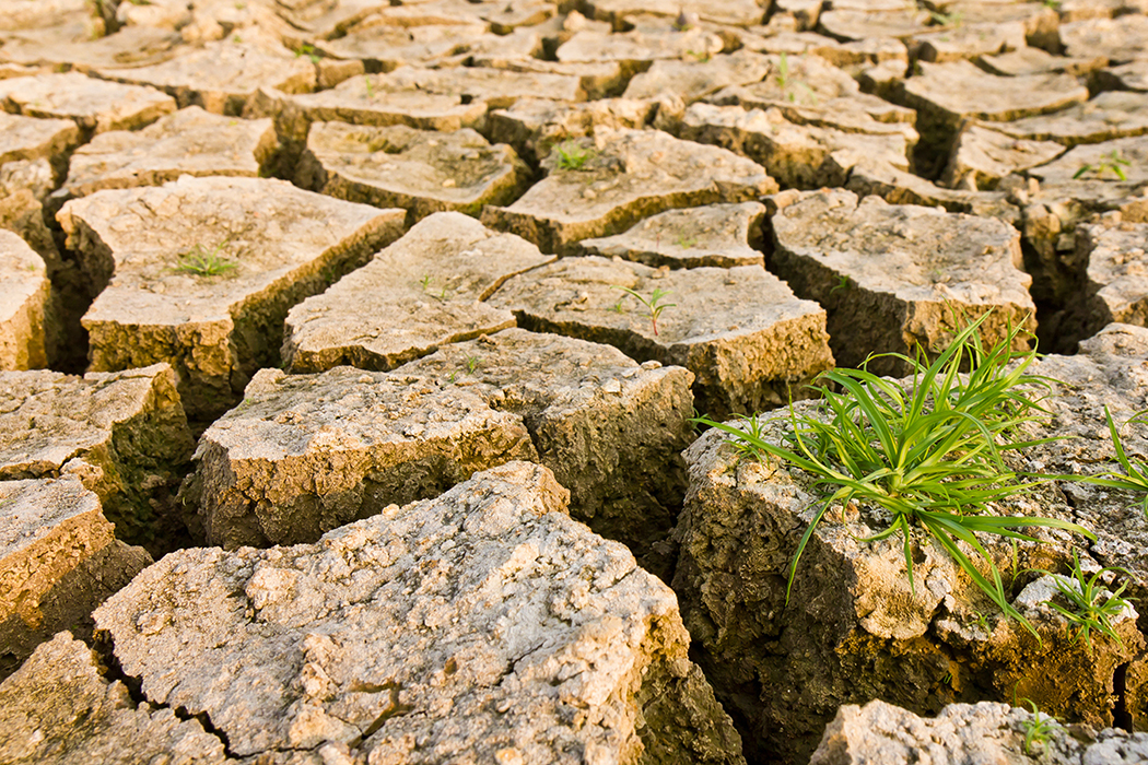 Cracked earth with grass, metaphoric for climate change and global warming.