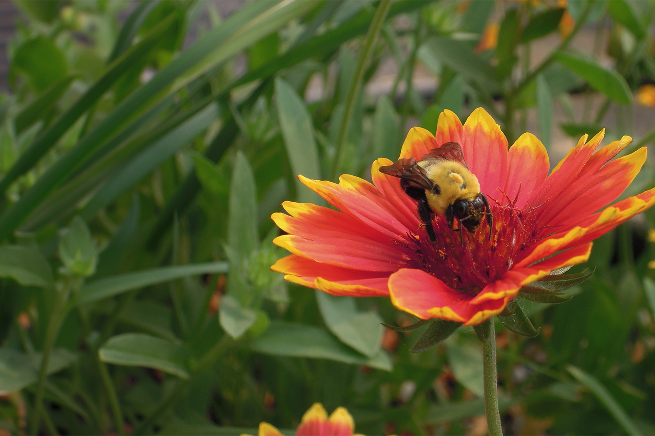 Bee on a cone flower.