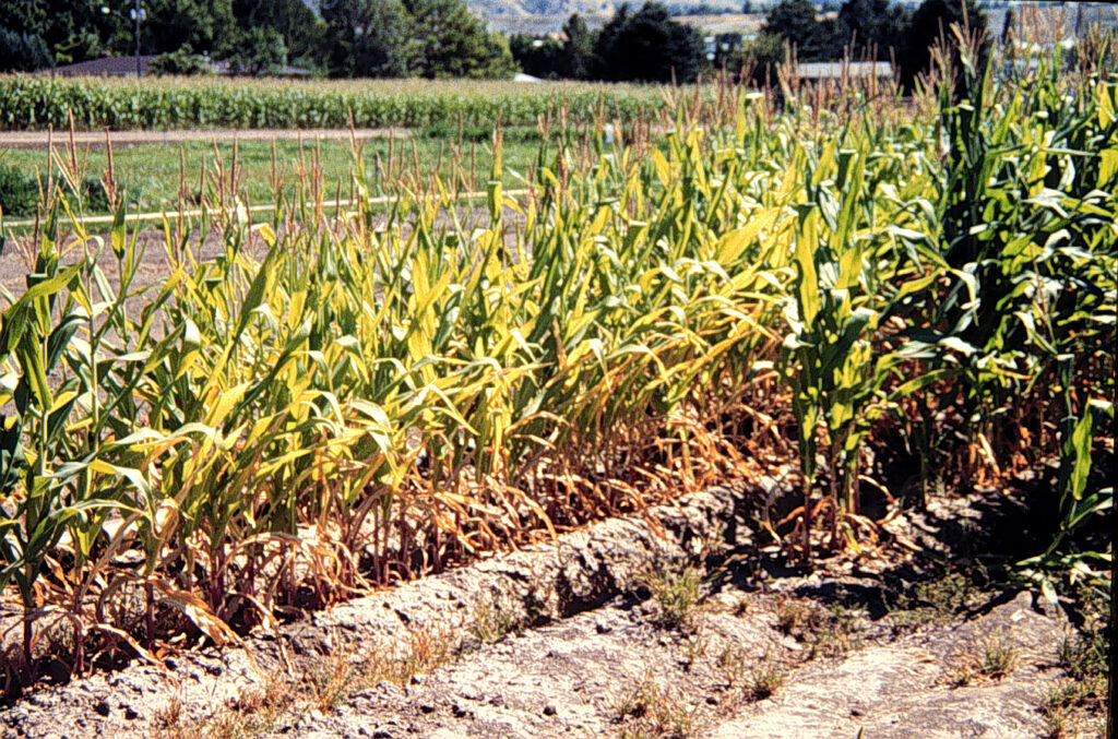 A close-up of a corn field.