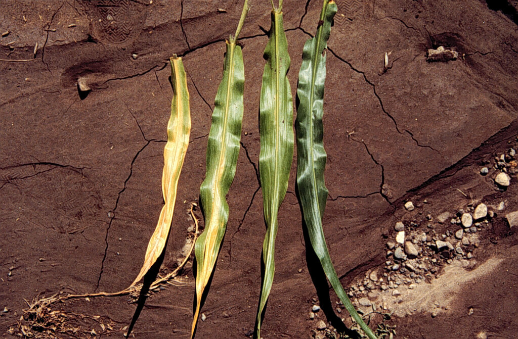 Long green leaves on a dry soil.