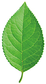Green apple leaf isolated on white background
