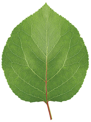 Green apricot leaf isolated on white background