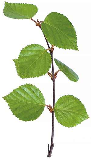 Young birch tree branches with leaves isolated on white background