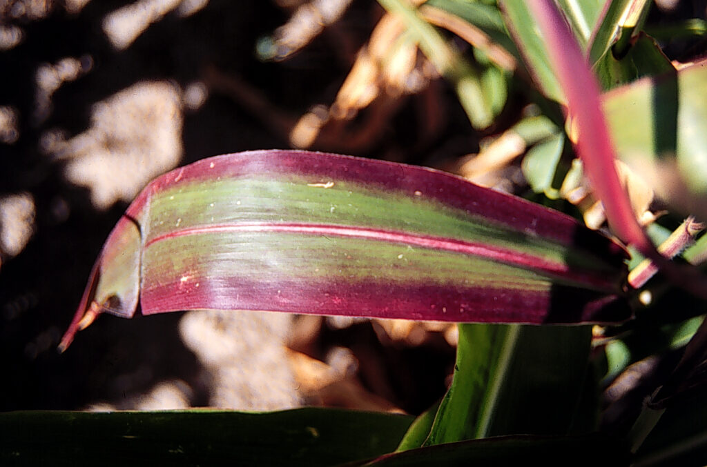 Close-up of a leaf of a plant.