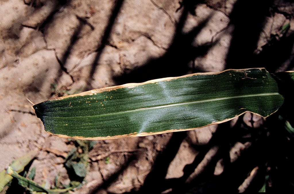 A close-up of a leaf.