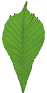 Green carved horse chestnut leaf isolated on white background