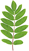 Green Rowan leaf isolated on white background