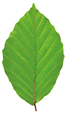 Green crenate beech leaf isolated on white background