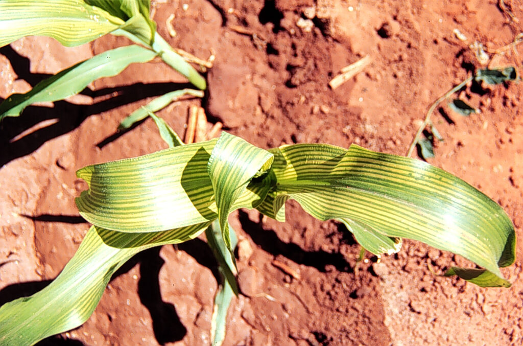 A close-up of a corn plant.