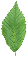 Green elm leaf isolated on white background