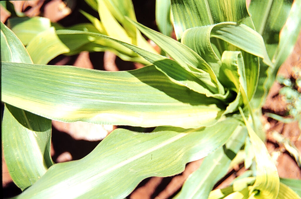 Close-up of a corn plant.