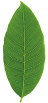 Green walnut tree leaf isolated on white background