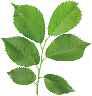 Elm tree branch with green leaves isolated on white background