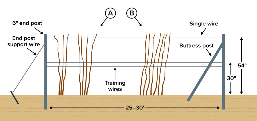 A labeled diagram shows a three-wire raspberry training system for supporting canes between posts. The structure consists of upright posts set into the ground with horizontal wires stretched between them. On the left, a 6-inch diameter end post is supported by an angled end post support wire anchored to the ground. Three horizontal wires span between posts: one single wire at the top, about 54 inches above ground, and two training wires lower down, the lowest at about 30 inches above ground. At the far right, a buttress post braces the structure diagonally against the upright post. The posts are spaced 25 to 30 feet apart. Rows of raspberry canes are shown growing between the posts and guided along the training wires. Two labeled arrows, A and B, point to the two sides of the trellis structure. 