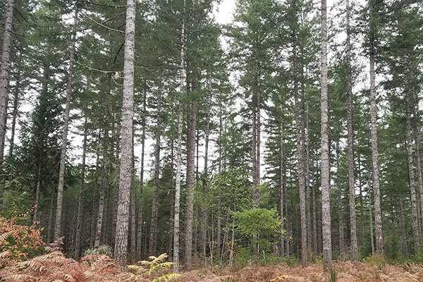 Forest canopy extending skyward.