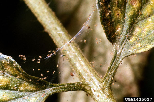 Tiny spider mites suspended on webbing on plant.