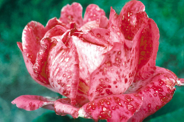 A rose flower with spots covering the petals.