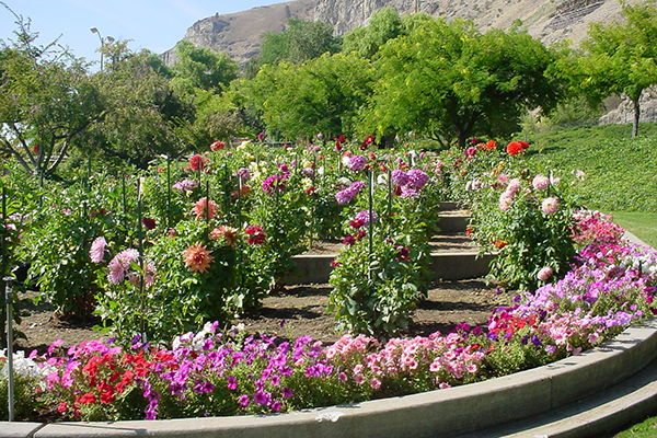 Manicured flower garden in bloom in a canyon environment. 