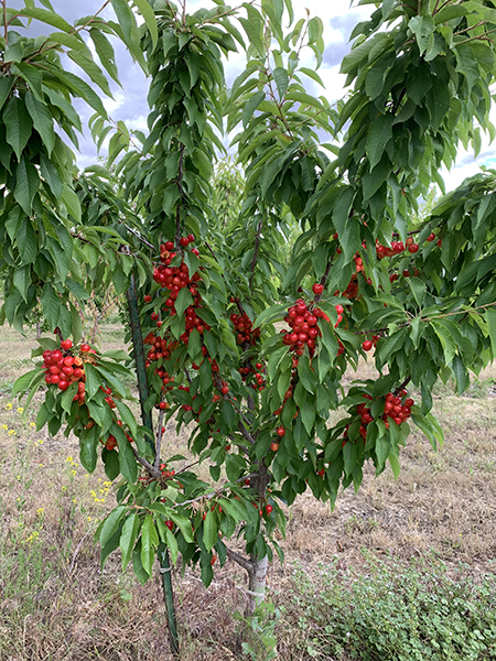 Staked cherry tree bearing many clusters of bright red cherries.