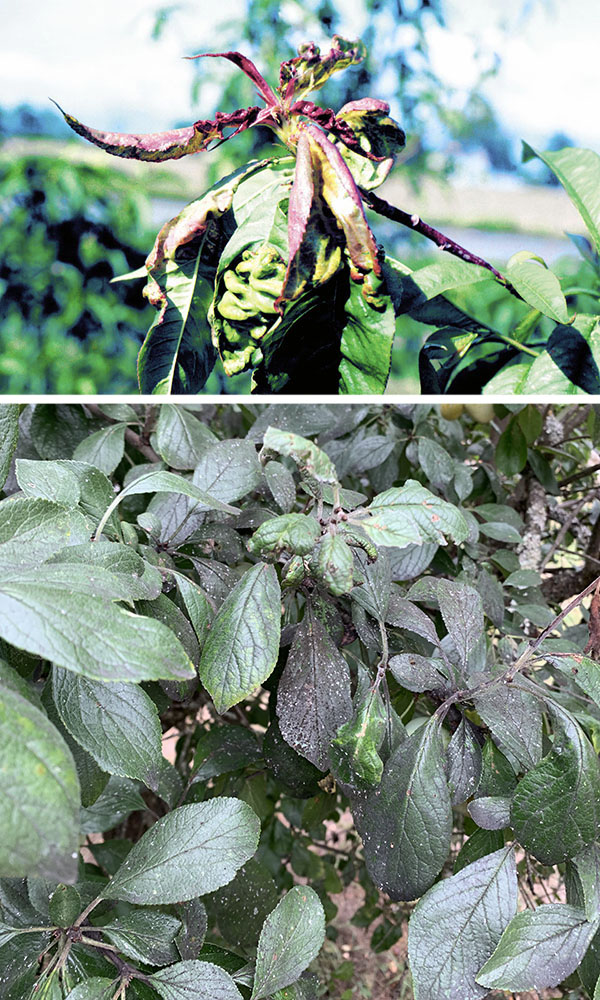 Top: Close-up of a plant branch with distorted and curled leaves showing red, yellow, and green discoloration caused by disease. The leaf surfaces appear thickened and blistered, with healthy green foliage visible in the blurred background.
Bottom: Close-up of a tree with dense green leaves, some showing curling, puckering, and light speckling consistent with disease or pest damage. A few leaves near the center are deformed and lighter green, standing out against the otherwise healthy foliage.